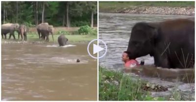 Video: Thấy người đàn ông đuối nước, voi con vội lao xuống cứu