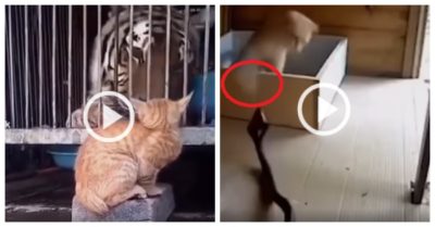 Video: Mèo cưng trừng trị hổ mang, bắt nạt chúa sơn lâm
