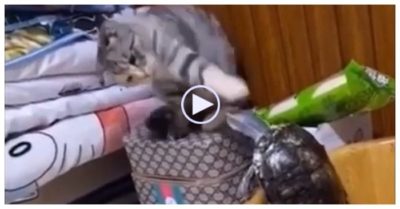 Clip: Mèo tung một cước khiến rùa chạy trốn bất thành