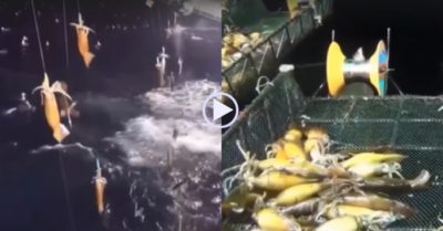 Video: Ngư dân sung sướng hốt trọn mẻ mực ‘khổng lồ’