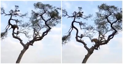 Clip: Báo hoa mai ‘chóng mặt’ vì rượt đuổi khỉ trên cây