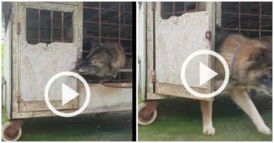 Clip: Chó tự mở khóa chuồng tẩu thoát ra ngoài