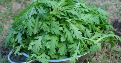 Rau cải cúc – thức ăn bài thuốc