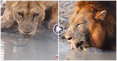 Video: Rùa nhỏ gan to ‘trêu ghẹo’ chúa tể rừng xanh uống nước