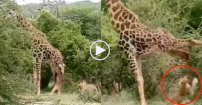 Clip: Cả bầy sư tử săn hươu cao cổ, bị con mồi đá tả tơi