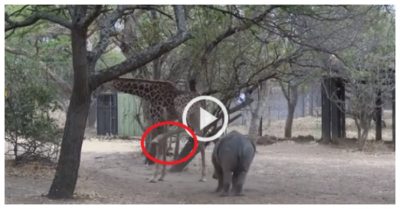 Clip: Tê giác bỏ chạy thục mạng sau khi trêu hươu cao cổ