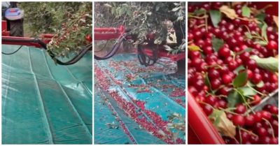 Video: Trái cherry rụng như mưa khi dùng cần rung thu hoạch, thật dễ dàng và chuyên nghiệp