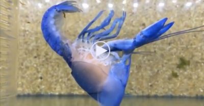 Clip: Ly kỳ quá trình lột xác của tôm, cua