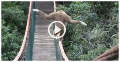 Clip vượn trổ tài đi thăng bằng trên dây