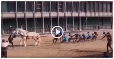 Clip: 10 thanh niên kéo co thua một con ngựa