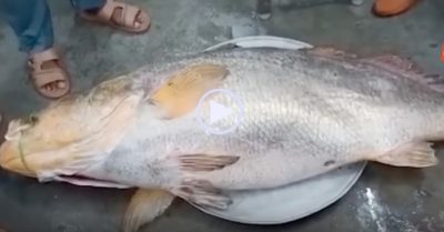 Video: Bắt được cá ‘khủng’ nhóm ngư dân thành tỷ phú sau một đêm