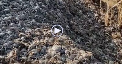 Video: Hàng nghìn con cua bò lổm ngổm trên bờ ruộng