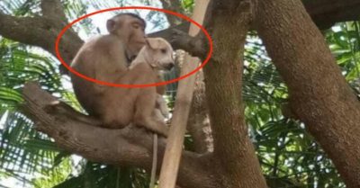 Chú chó thẫn thờ vì bị con khỉ bế lên cây