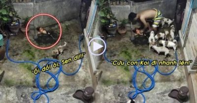 Video: Đàn chó cưng gọi chủ giải cứu cá Koi khủng ‘bay’ ra khỏi bể
