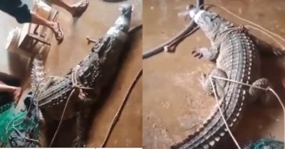 Tin tức tối 29/11: Thêm 13.770 ca Covid-19, Hà Nội có số mắc cao nhất tính đến nay hơn 400 ca; Bị cá sấu đuổi, người đàn ông run rẩy kể lại phút thoát thân; 3 phụ nữ bị nước cuốn trôi, 1 người chết, 1 mất tích