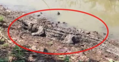 Cần thủ co giò bỏ chạy vì gặp ‘cá sấu’ đang tắm nắng