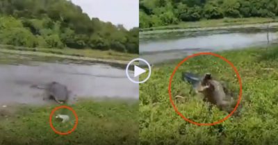 Clip: Cá sấu phi lên bờ cướp con mồi của cần thủ