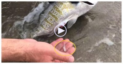 Video: Tận mắt nhìn cá sinh con trên tay người đàn ông