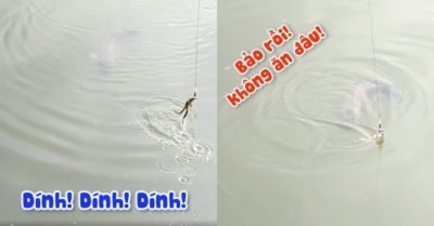 Video: Cá lóc ‘khủng’ quyết không cắn câu các cần thủ