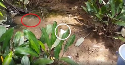 Video: Kỹ thuật câu cá thòi lòi bằng cần câu không có lưỡi