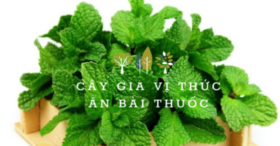 9 cây gia vị – Thức ăn bài thuốc theo y học cổ truyền