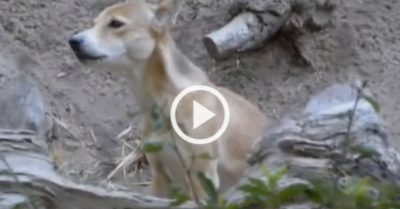 Video: Chó biết hát tái xuất hiện sau 50 năm vắng bóng