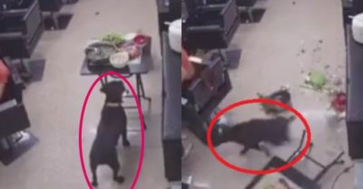 Video: Chó chạy ‘mất phanh’ làm đổ mâm cơm khiến cô chủ ‘đứng hình’