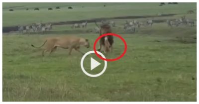Video: Chó nhà tỷ thí tay đôi với hai sư tử