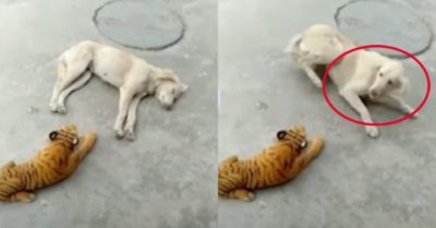 Clip: Chó nhà chạy thục mạng vì ngủ cạnh hổ