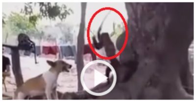 Clip: Chó nhà ‘ăn đòn’ vì cố làm quen với khỉ
