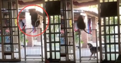 Clip: Chó cưng dạy bạn cách ‘vượt ngục’