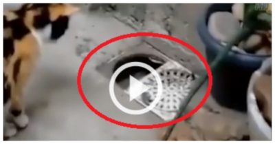 Video: Chuột mở nắp cống tẩu thoát trước mặt mèo
