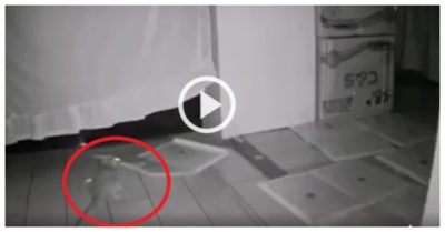 Video: Chuột tự dọn dẹp bẫy để lấy đường đi lại lúc nửa đêm