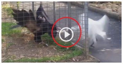 Clip: Cò nhận ‘trái đắng’ vì cướp thức ăn của đại bàng