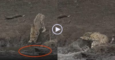 Video: Cá sấu lên bờ ‘tung chưởng’ lôi cổ báo săn xuống nước