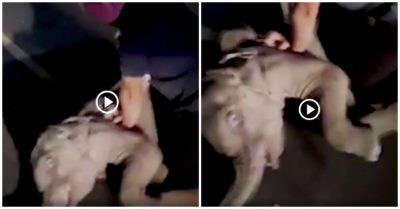 Video khoảnh khắc nhân viên cứu hộ hồi sức cấp cứu voi con bị tông xe