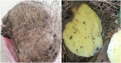 Xác định được độc tố trong củ rừng khiến 7 người ngộ độc ở Lào Cai