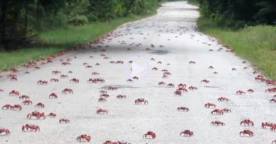 Video: ‘Nghẹt thở’ trước cảnh 50 triệu con cua đỏ bò kín đường mùa di cư