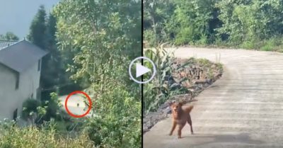 Clip: Sau 2 tiếng còi cún cưng hớn hở chạy ra đón chủ từ xa