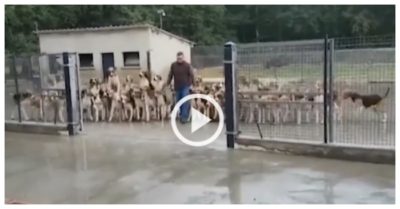 Video: Đàn chó xếp hàng đi ăn cơm theo lệnh của ông chủ