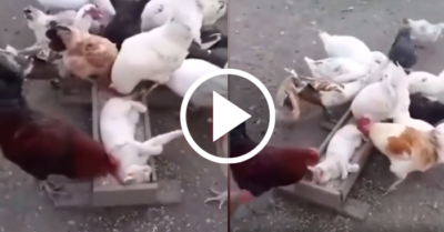 Video: Mèo nằm chơi trong máng thức ăn trêu ngươi đàn gà