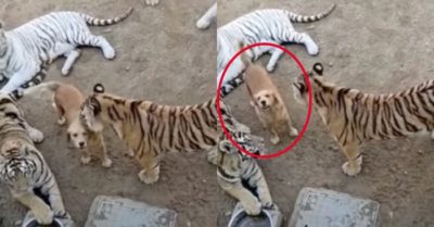 Video: Chó nhà ‘hồn nhiên’ chơi đùa cùng đàn hổ