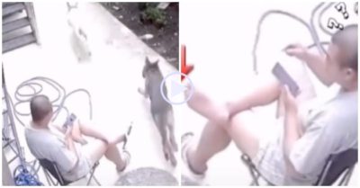 Clip: Hai con chó ‘dương đông kích tây’ để cướp dép