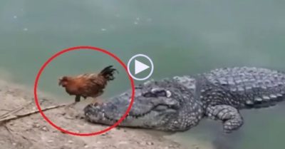 Video: Gà trống biểu diễn bước qua đầu cá sấu