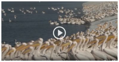 Video: Hàng nghìn bồ nông sà xuống Israel kiếm ăn