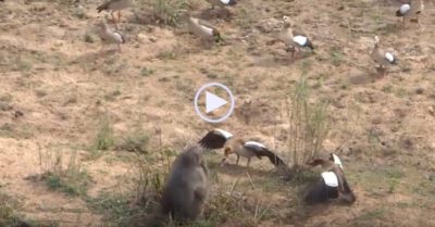 Video: Khỉ đầu chó cướp trứng, bị cặp ngỗng ‘song kiếm hợp bích’ tấn công