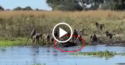 Video: Khỉ đầu chó thoát được nanh cá sấu nhờ sự giải cứu của bầy đàn