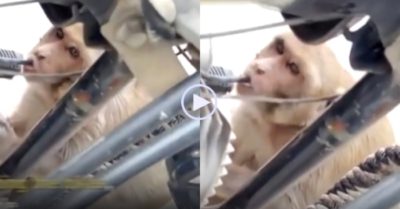 Clip: khỉ bị bắt quả tang đang trộm xăng từ xe máy để uống