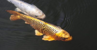 Câu chuyện về cá koi vàng đen: Họa lớn nhất là họa không biết đủ