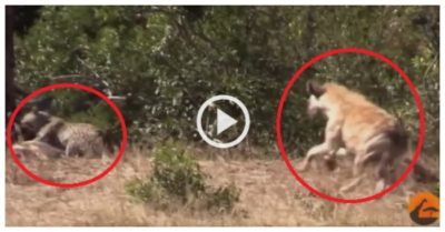 Video: Linh dương thoát chết nhờ linh cẩu ‘gây sự’ với báo hoa mai